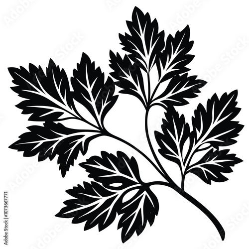 parsley vector illustration in watercolor style