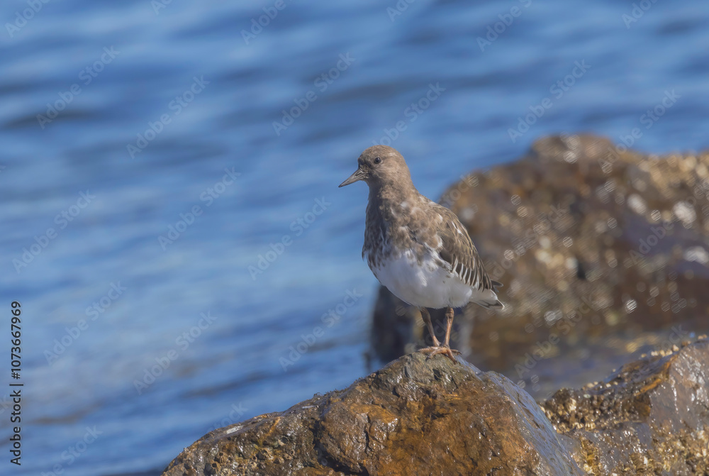 Surf Bird Surf Bird