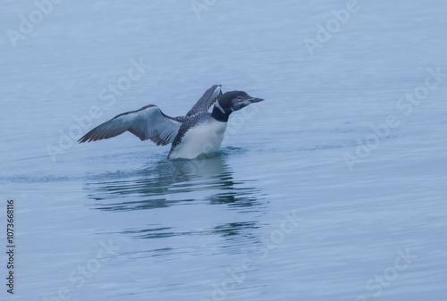 Common Loon Flaps Its Wings