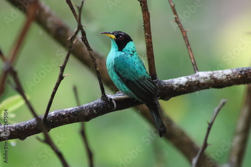 Green Honeycreeper Saí Verde