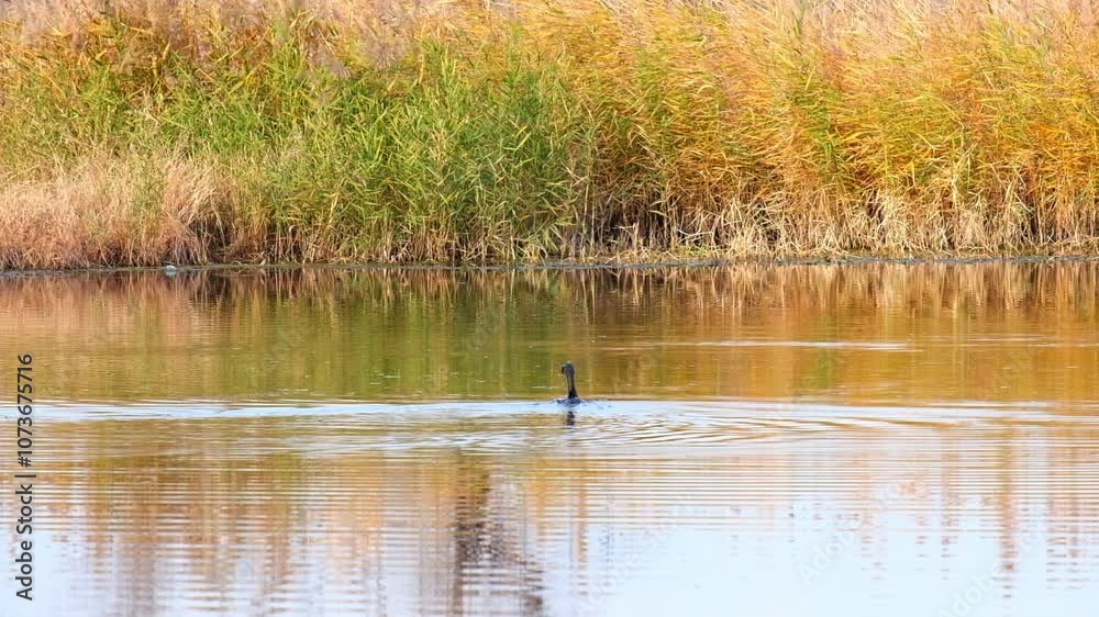 Great Black Cormorant catches fish, fishes on a calm autumn lake. Great Black Cormorant catches fish, fishes on a calm autumn lake.