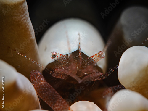 Egg Shell Shrimp (Hamopontonia corallicola) photo