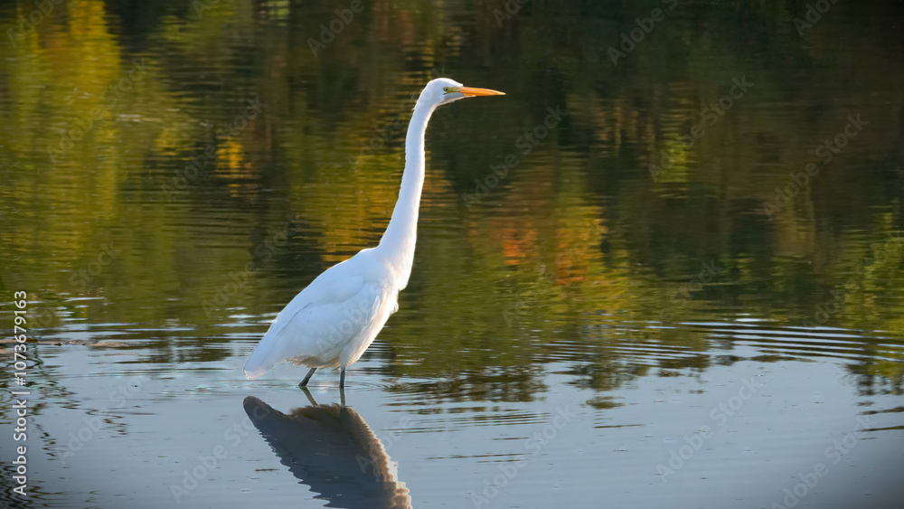 A Great Egret is standing in the water