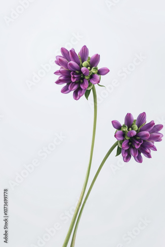 Purple flowers illustration on a white background. Bright and minimal flower arrangement.