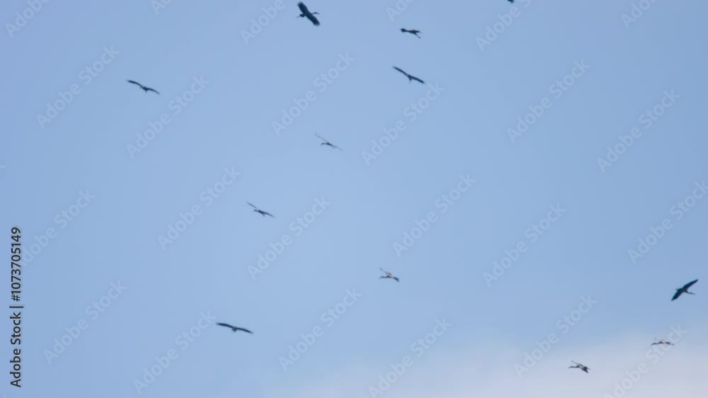 Flock of birds circling in flight above. Birds flying in the blue sky Flock of birds circling in flight above. Birds flying in the blue sky