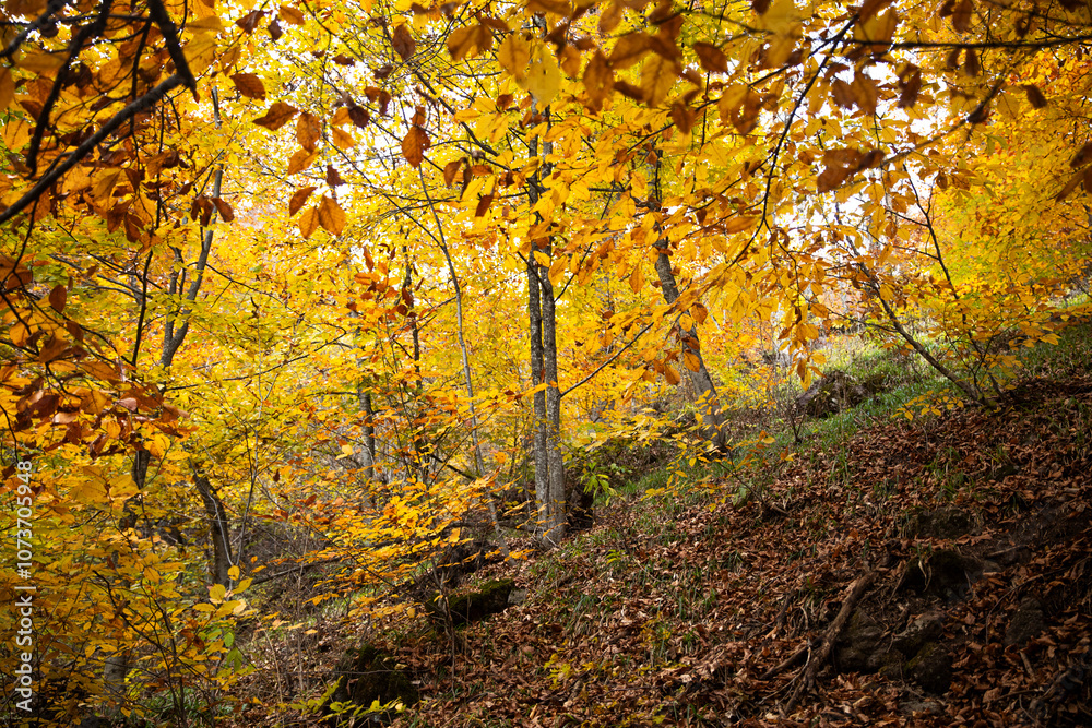 Fototapeta premium autumn in the forest.beautiful autumn in Armenia