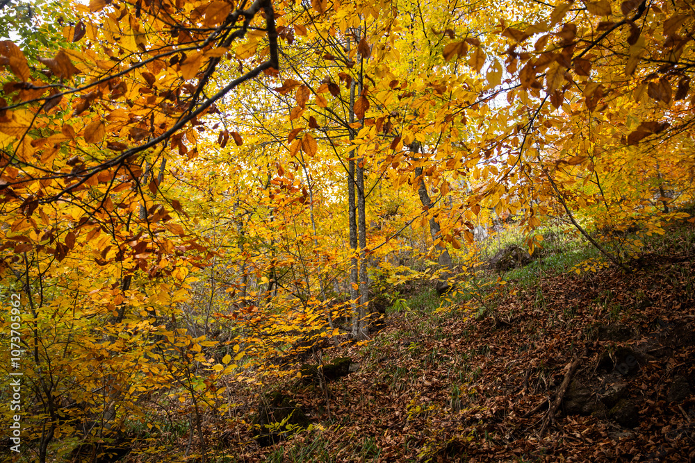 autumn in the forest.beautiful autumn in Armenia autumn in the forest.beautiful autumn in Armenia