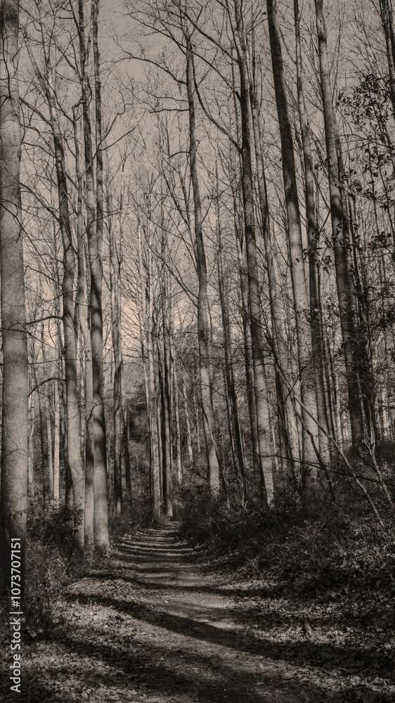 Ghost in a forest Ghost in a forest