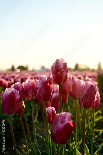 field of tulips