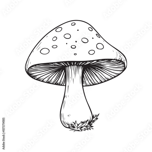 mushroom illustration