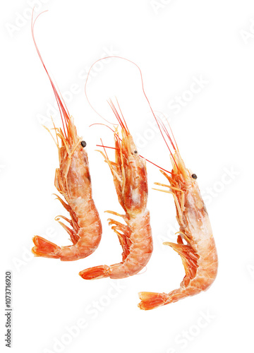 Three shrimp are shown in a row, with one of them being the largest photo