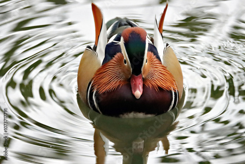 Mandarin Duck