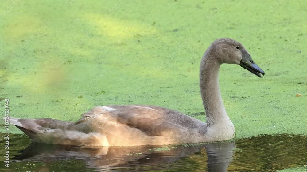 young swans swimming in the pond, swan chicks in the pond, mute swans between duckweed, waterfowl eating duckweed, cygnus young swans swimming in the pond, swan chicks in the pond, mute swans between duckweed, waterfowl eating duckweed, cygnus
