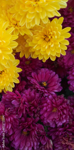 Amazing nature colours. Beautiful , colourful autumn blossom. Spectacular pink and yellow flower , nature wallpaper. 