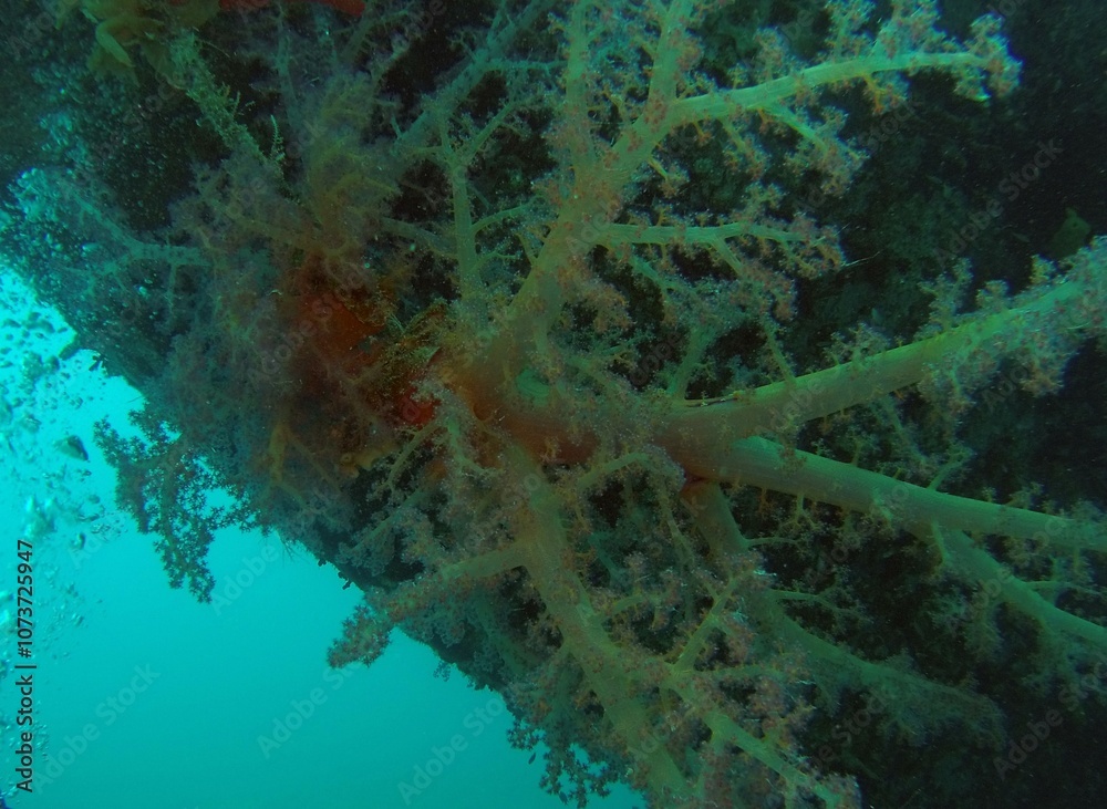 custom made wallpaper toronto digitalSport diving is a group of underwater sports disciplines. This is a fairly young direction of underwater sports, but sport diving disciplines are officially recognized in the world