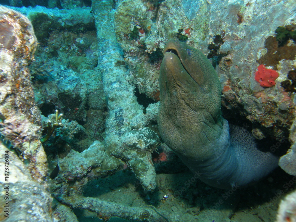 custom made wallpaper toronto digitalSport diving is a group of underwater sports disciplines. This is a fairly young direction of underwater sports, but sport diving disciplines are officially recognized in the world