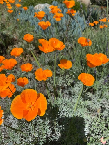 California poppies