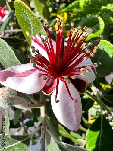 Rare flower