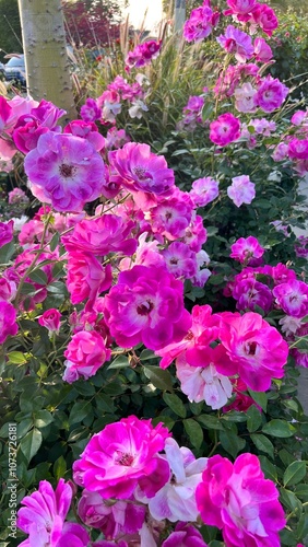 Roses in LA