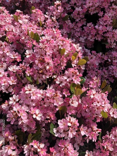 Cherry blossoms bushes