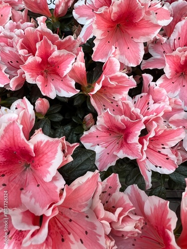Azaleas