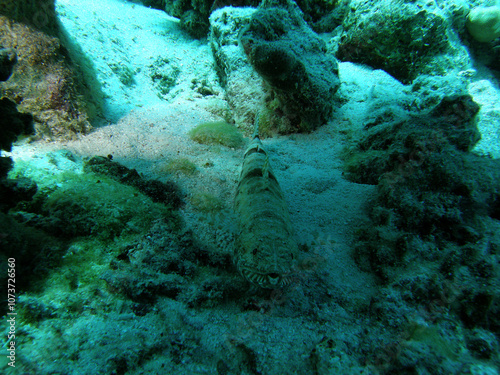 Wallpaper Mural Sport diving is a group of underwater sports disciplines. This is a fairly young direction of underwater sports, but sport diving disciplines are officially recognized in the world Torontodigital.ca