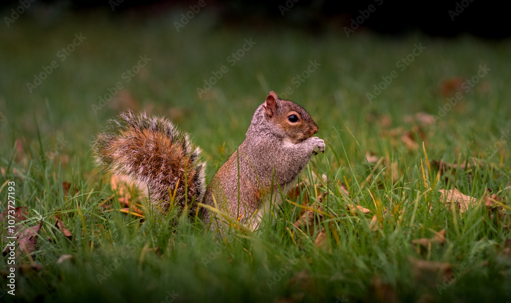 Fototapeta premium cut squirrel in the grass