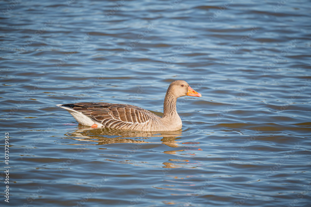 Water birds in freedom in a natural park in autumn Water birds in freedom in a natural park in autumn