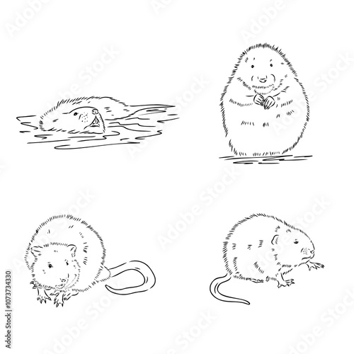 muskrat, vector sketch. Field mice isolated on white background.