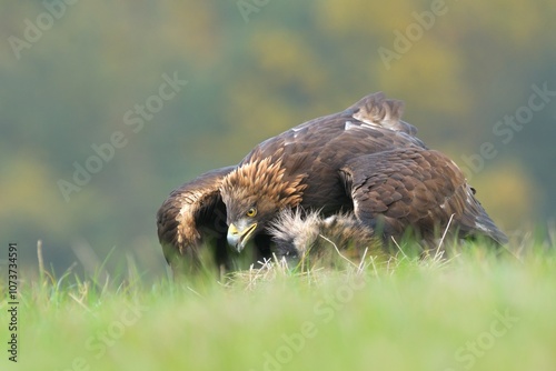 Golden eagle Aquila chrysaetos wildlife prey nature predator beautiful animal beautiful sighting ornithology Europe