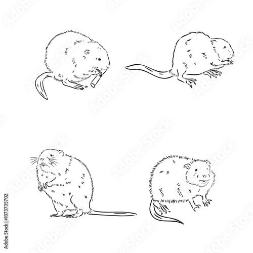 muskrat, vector sketch. Field mice isolated on white background.