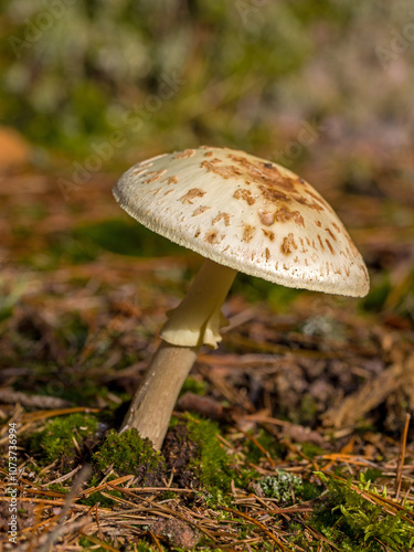 an inedible mushroom called false death cap on brown forest soil in the sun photo