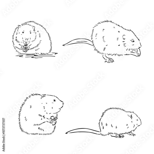 muskrat, vector sketch. Field mice isolated on white background.