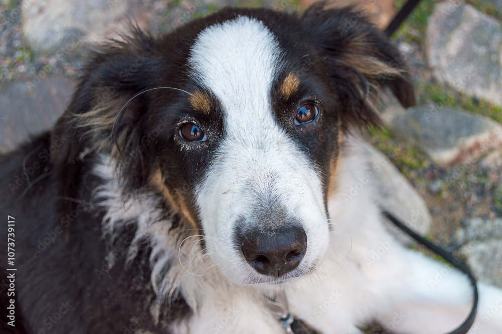 A gentle dog with a distinctive black and white coat lounges comfortably on a sunny stone path, looking directly at the viewer with soulful eyes A gentle dog with a distinctive black and white coat lounges comfortably on a sunny stone path, looking directly at the viewer with soulful eyes
