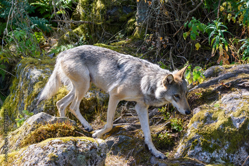 A gray wolf moves cautiously across moss-covered rocks in a vibrant green forest, showcasing its natural behavior in bright daylight