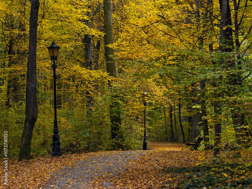 colorful, golden leaves autumn in the park