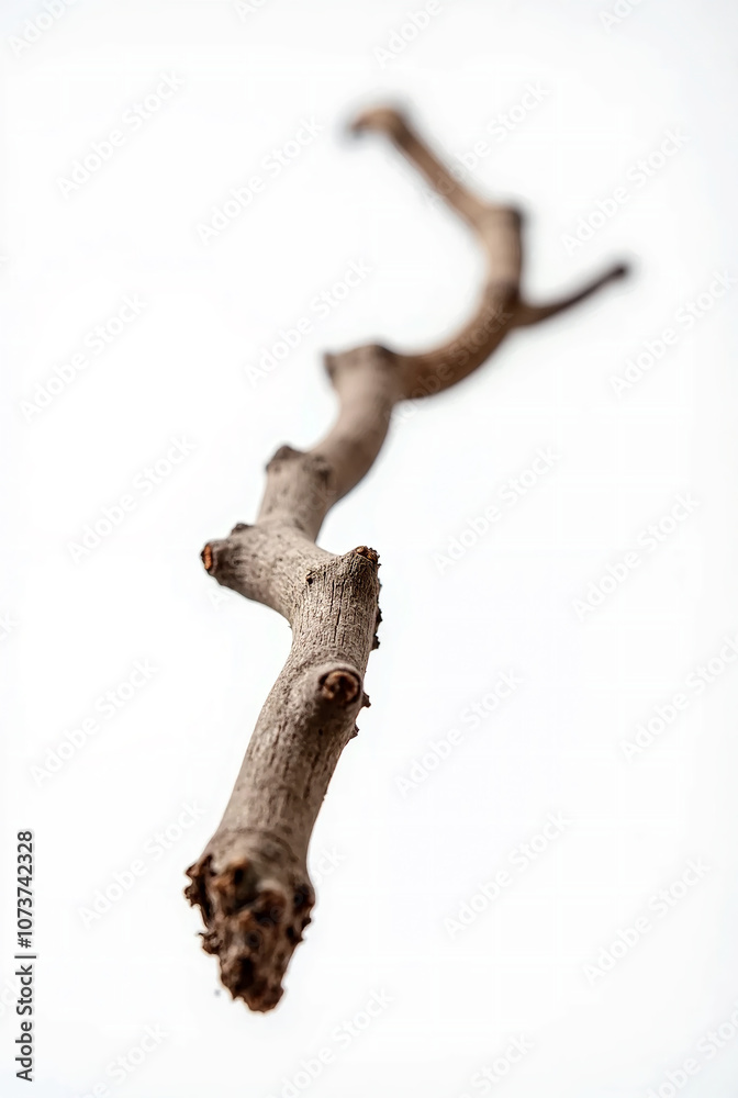 Fototapeta premium Detailed Texture of Weathered Wood Branch
