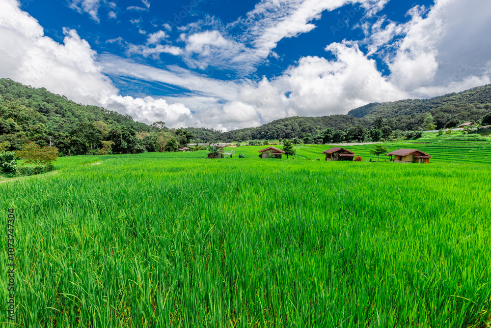 Green nature landscape background of rice fields, fresh air and various trees of mountains surrounding. The way of life of the farmers community who grow crops for their living Green nature landscape background of rice fields, fresh air and various trees of mountains surrounding. The way of life of the farmers community who grow crops for their living
