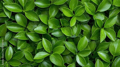   A close-up image of a lush green foliage plant, featuring numerous leaves on both the upper and lower sections photo