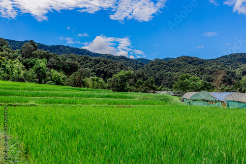 Green nature landscape background of rice fields, fresh air and various trees of mountains surrounding. The way of life of the farmers community who grow crops for their living