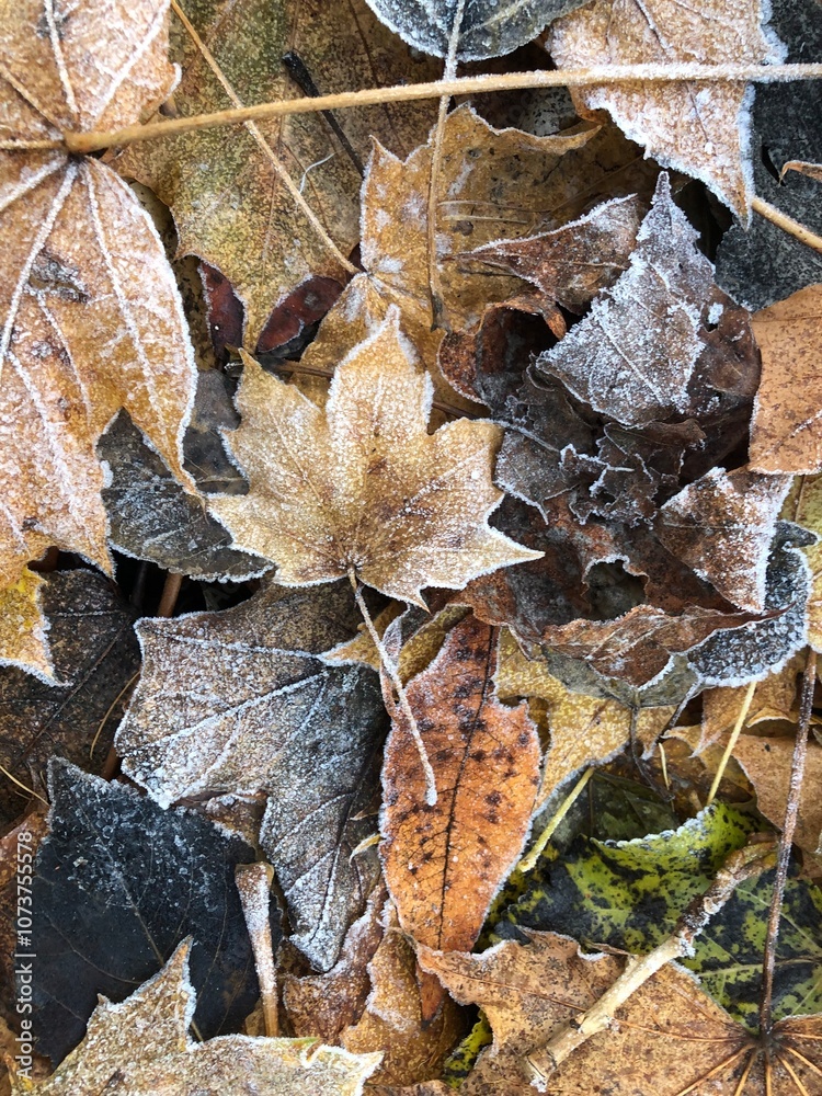 Autumn brown leaves. First frosts and frost on the leaves Autumn brown leaves. First frosts and frost on the leaves