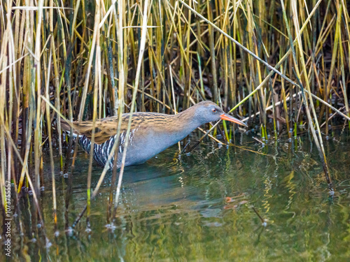 Water Rail feeding and hunting in the reeds photo