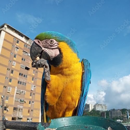 Aves guacamayas en la ciudad photo