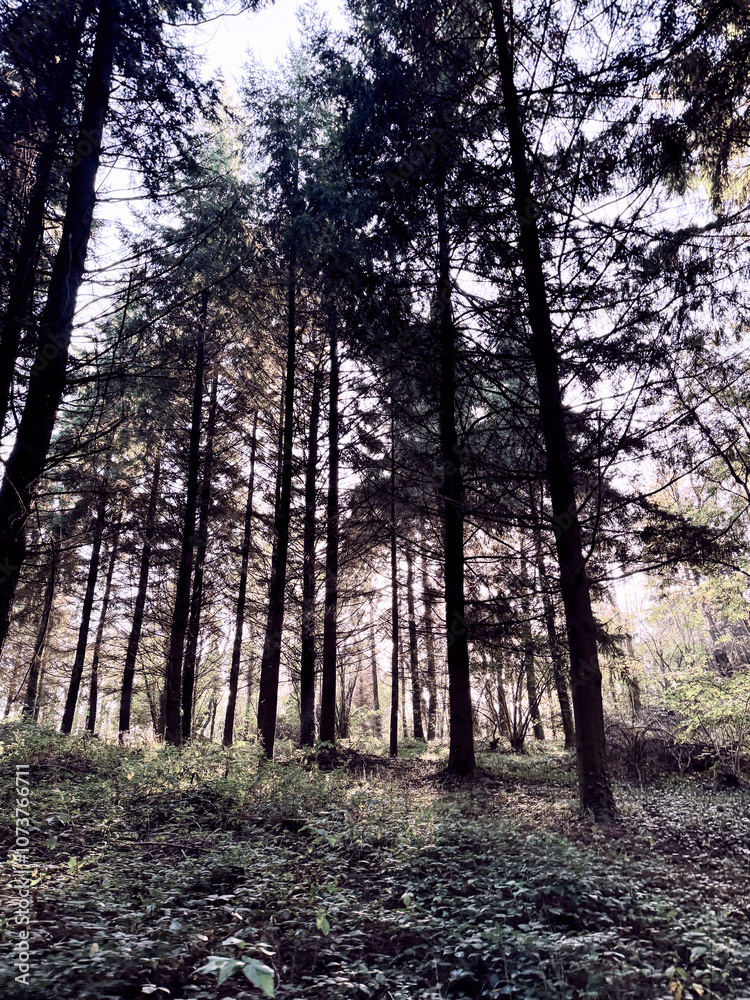 Naklejka premium Forêt 