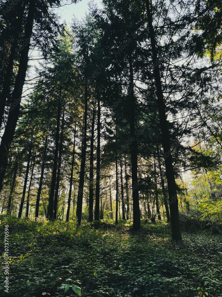 Fototapeta premium forest in autumn