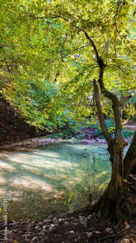 forest in the morning