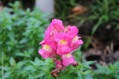 Pink flowers in the garden