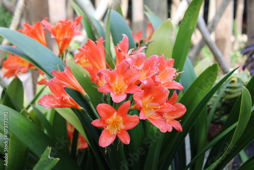 red and yellow tulips