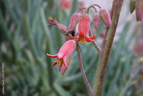 Downward facing flowers