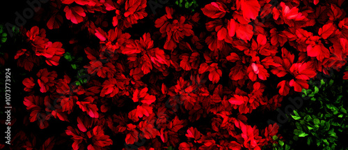 Vibrant red leaves with a dark green backdrop, creating a striking contrast. An enchanting display of nature's beauty, perfect for illustrating passion and vitality.